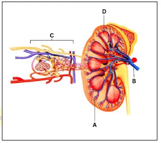 icse-class-10-biology-competency-focused-practice-questions-solution: