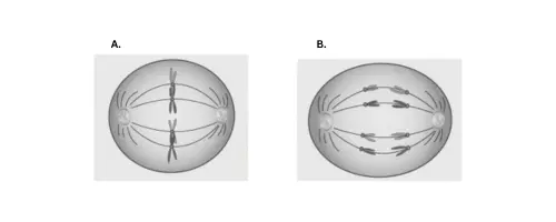 icse-class-10-biology-competency-focused-practice-questions-solution: